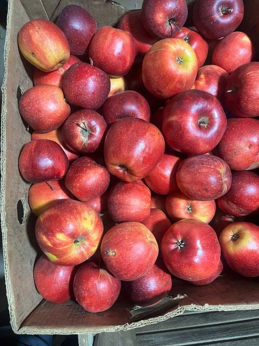 Продам яблоки из своего сада от 20 грн за кг