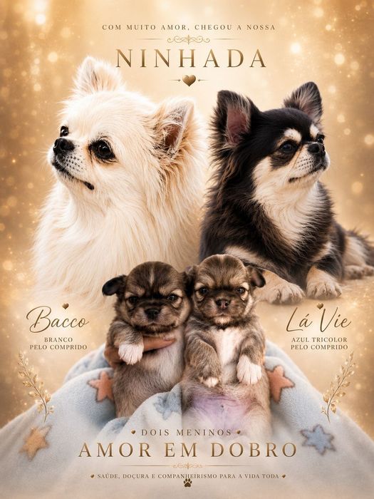 Chihuahua machinho pêlo comprido