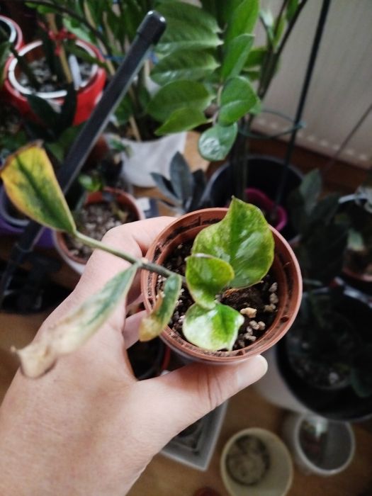 Zamiokulkas lucky whitte