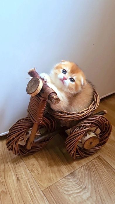 Самый красивый мальчик