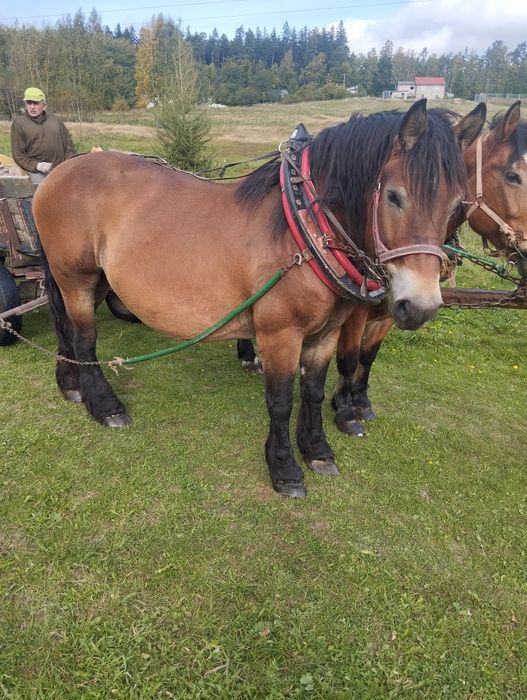 Witam sprzedam ładną klacz zimnokrwistą