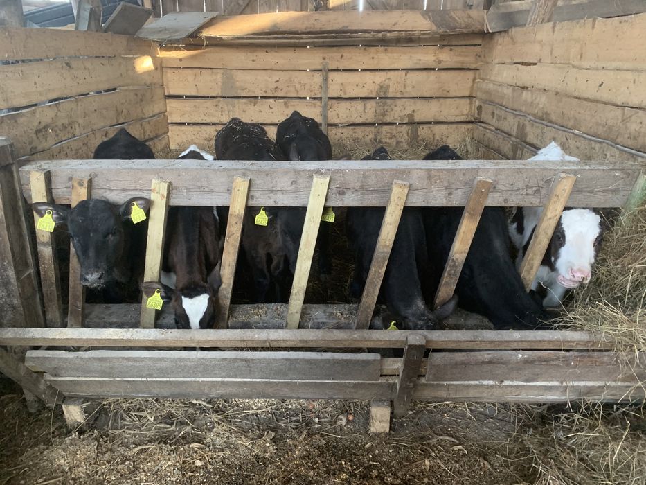 Sprzedam byczki i jalowki