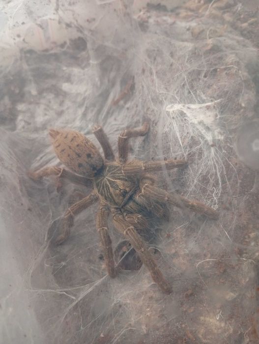 Prasznik Pterinochilusa Lugardi