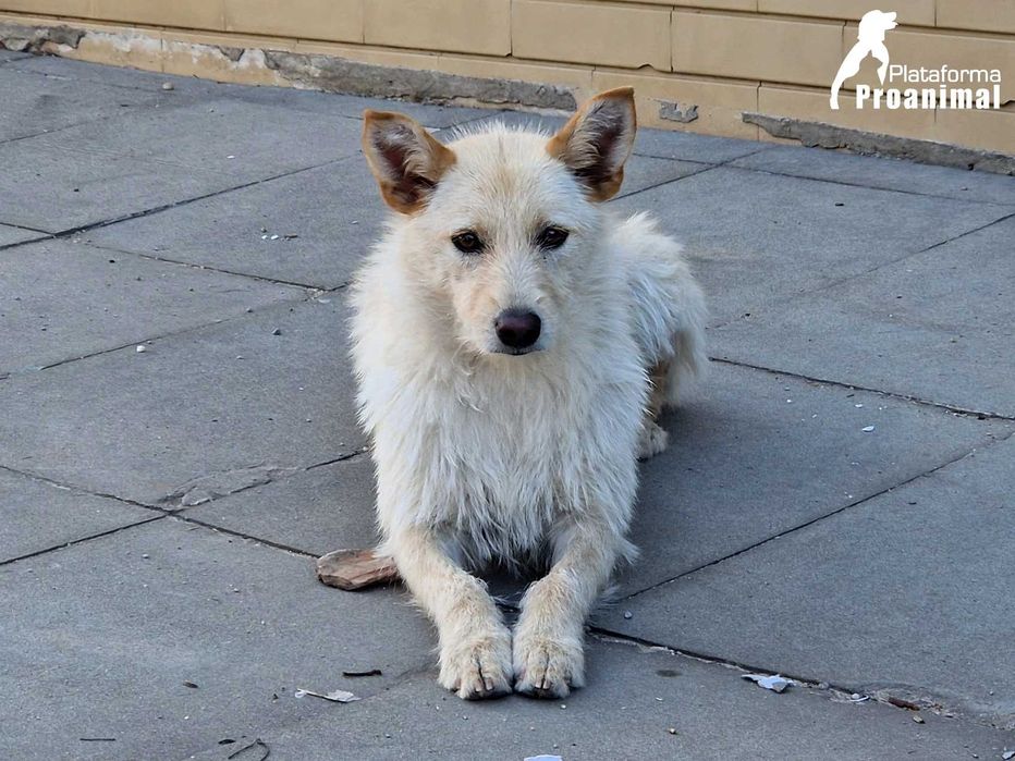 BARONESA - Cadelinha para Adoção!
