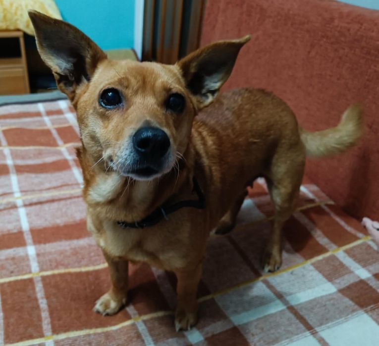 Pilnie szukają domków