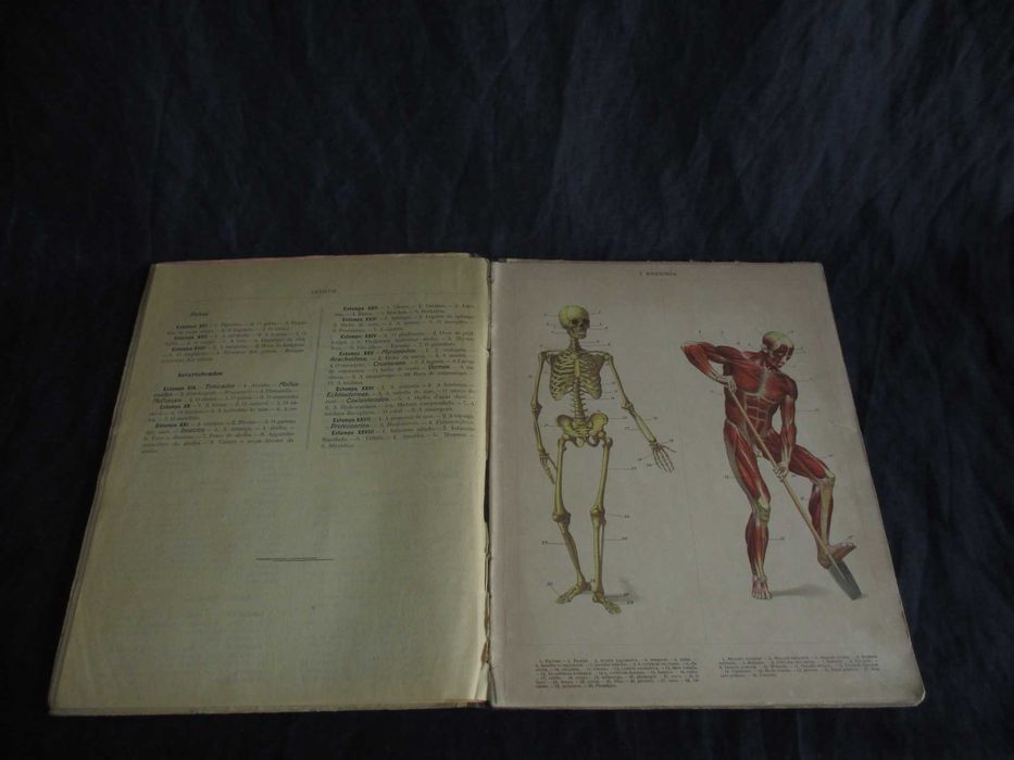 Livro Atlas de Zoologia Baltazar Osório e Mattoso Santos