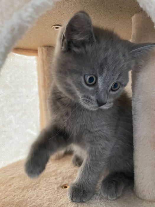 котик котёнок котёночек мальчик дымчатый серый гладкошерстный