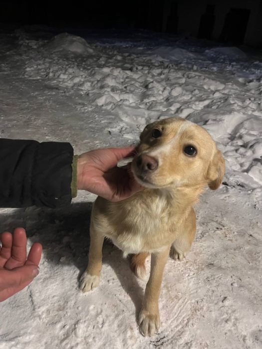 Собака, цуцик