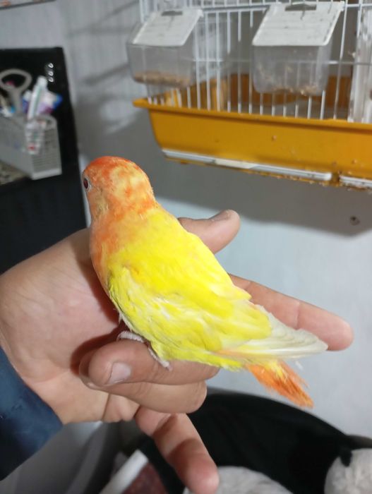 Vendo agapórnis criada a mão