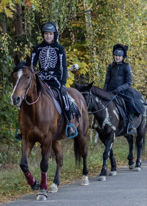 Wałach Quarter Horse