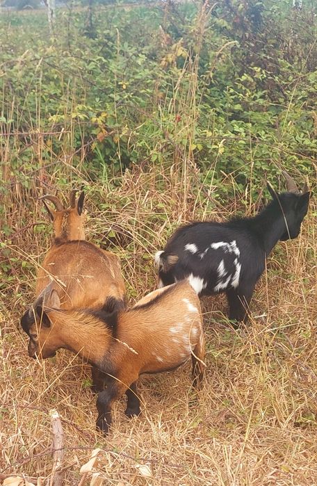 Cabras Anãs (machos)