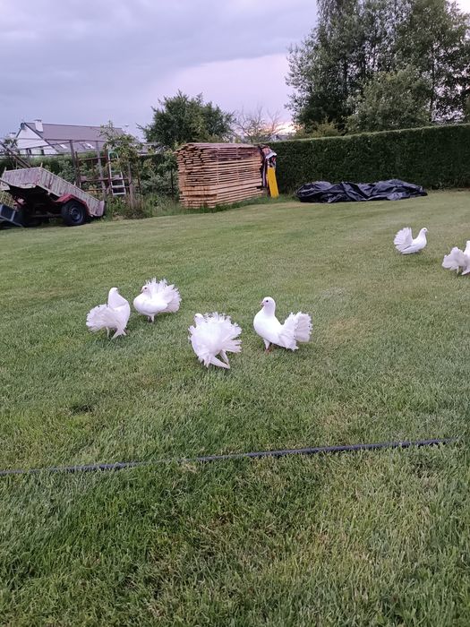 Pawiki ozdobne białe młode