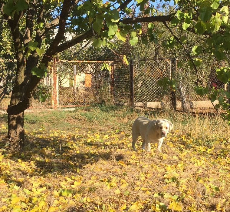 Лабрадор шукає дівчинку (Одеса)