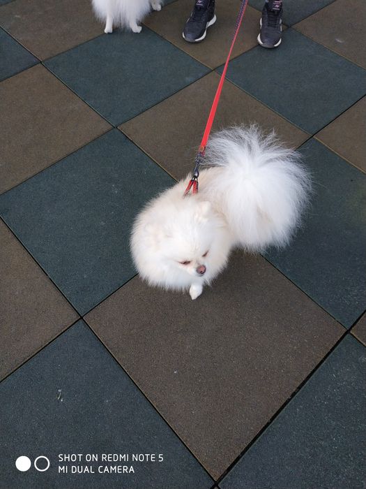 Дівчинка КСУ доросла