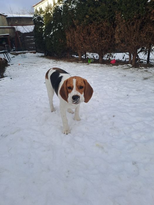Oddam pieska beagle