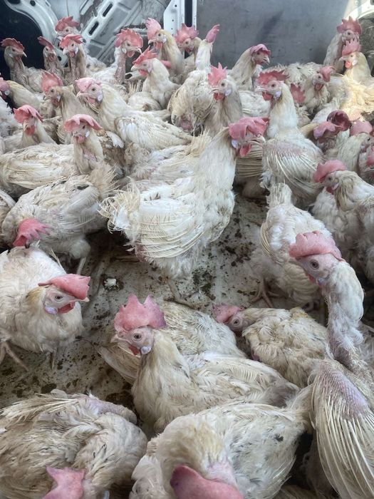 Куры несушки белые