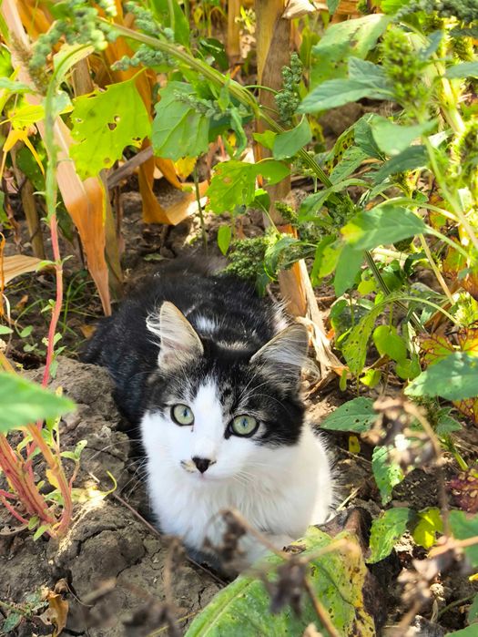 Котики в пошуку дому!