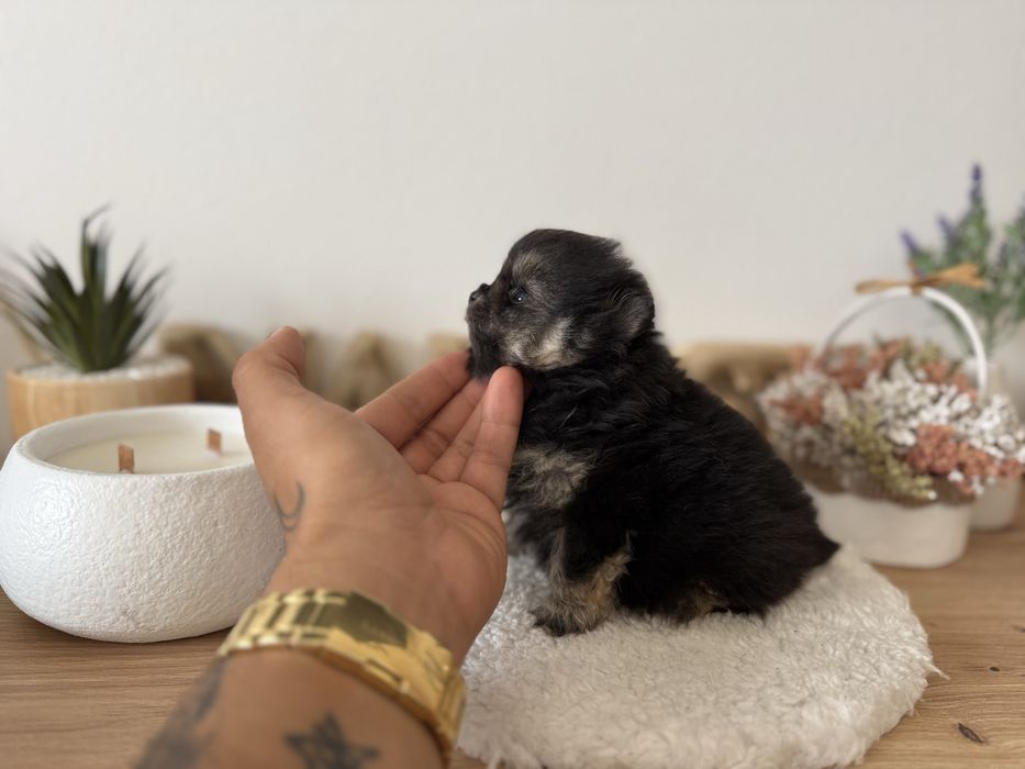Menino lulu pomerania menino linhagem russa mini