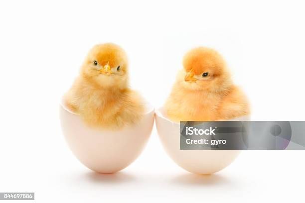 Курчата,качки,гуси,індики,кури несучки,бройлер від 3 кг.