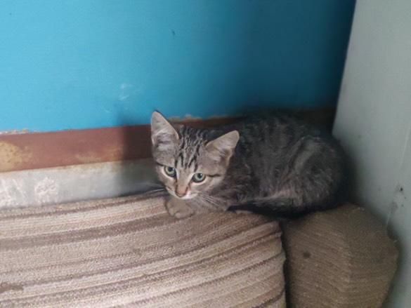 Отдам котенка лесного окраса, мальчик, 2,5 месяца