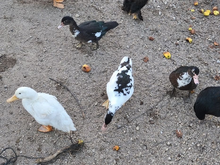 Patos mudos várias cores