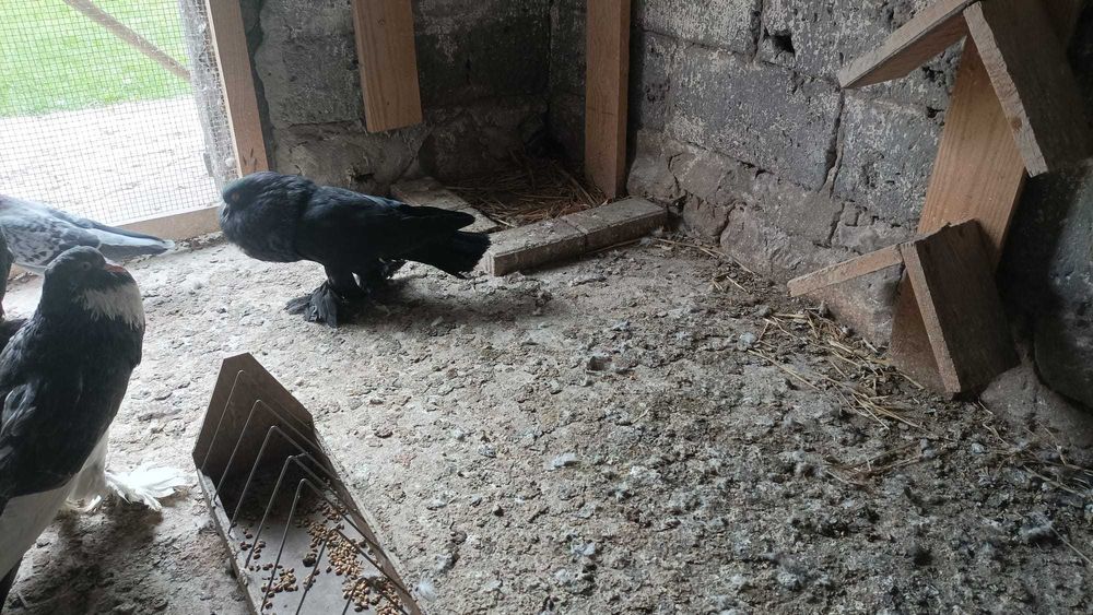 Garłacze Pomorskie Samce 2025