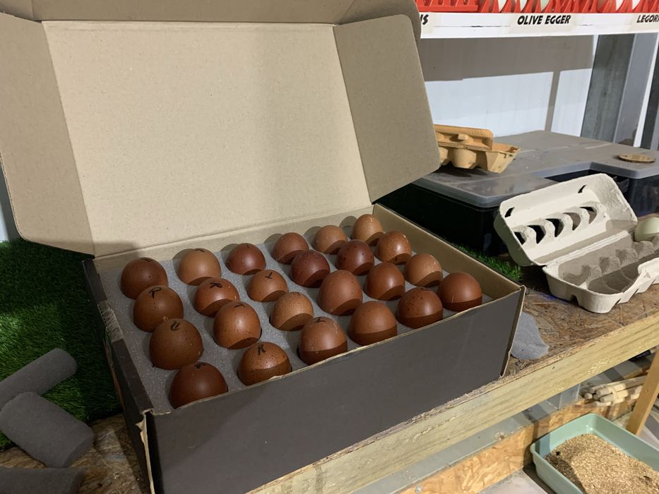 Ovos de galinhas de raça