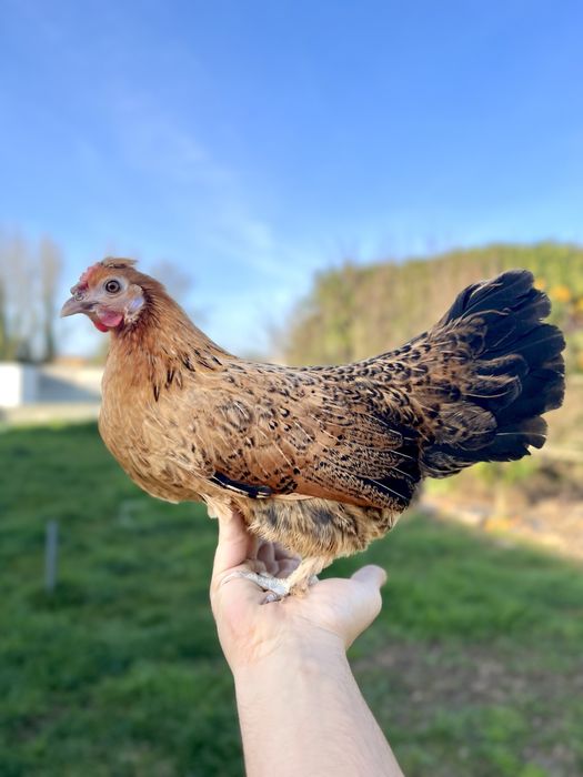 Garnizas Super Meigas