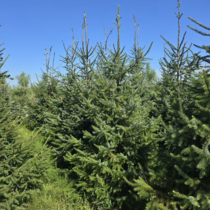 Świerk Serbski 300 cm  Omorica omorika srebrny lesny jodla kaukaska koreańska kalifornijska