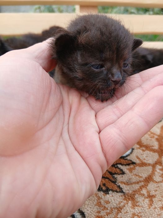 Відам кошенят безкоштовно кошеня