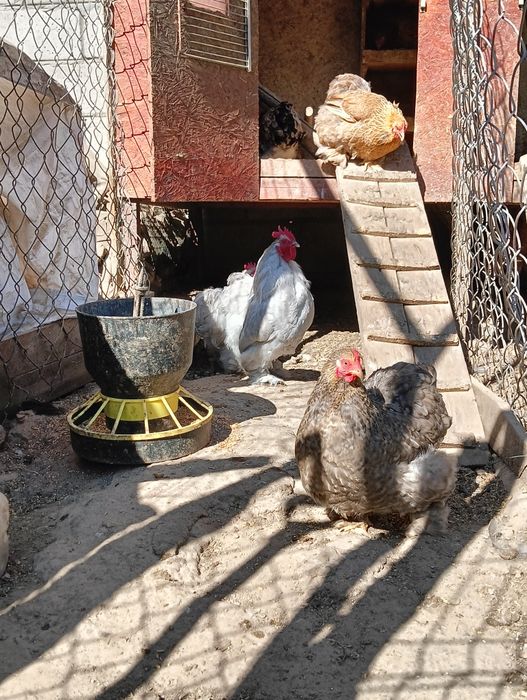 Jajka lęgowe karzełek kochin