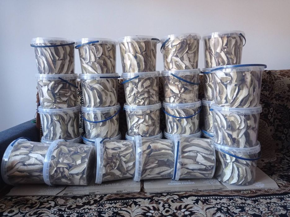 Гриби білі без піску Закарпаття