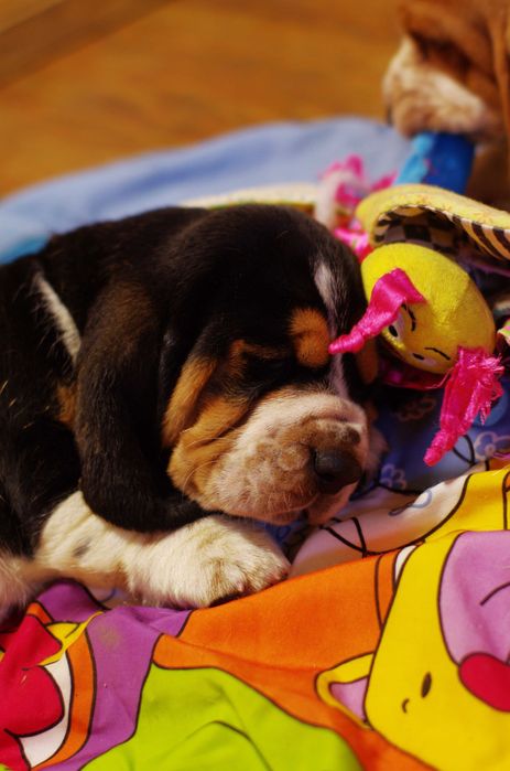 LONG CASTLE HOUND питомник предлагает щенка девочку