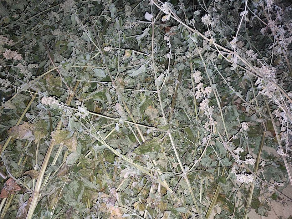 Меліса сушена, Melissa, Мелисса урожай 2025