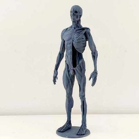 Figura imprimida de Anatomia Humana 3D Completa