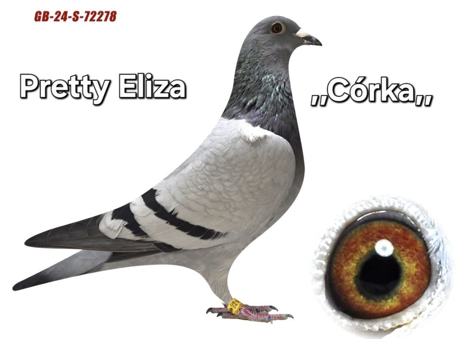 Gołębie młode 2026 możliwość zamówienia super materiał hodowlany???