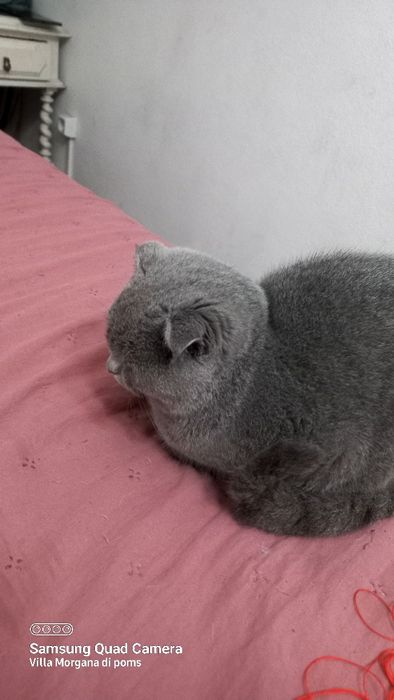 Femea scottish fold blue