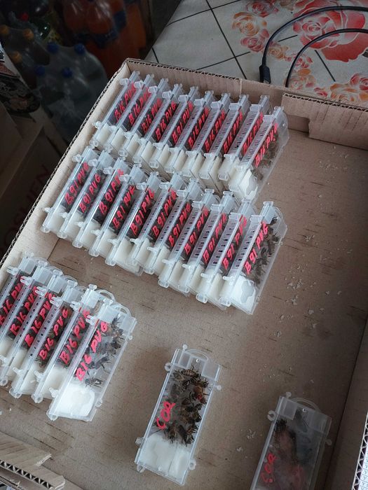 Пчеломатки, Бджоломатки БАКФАСТ на сезон 2026. F1, ІО.