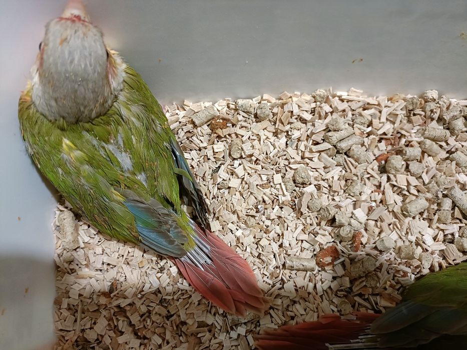 Casal de pyrruras pineapples