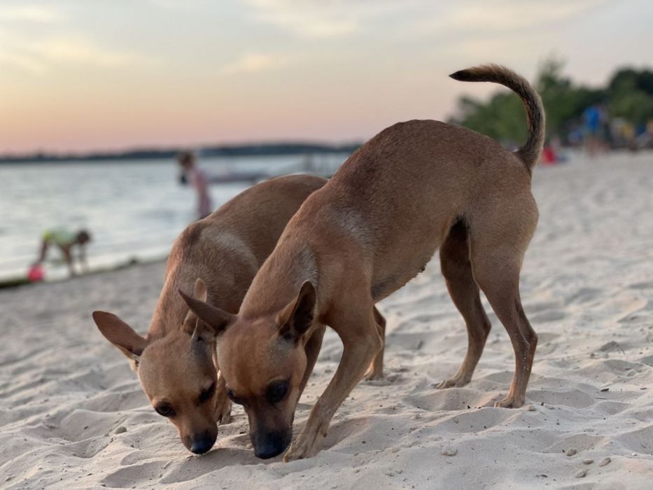 Передержка животных