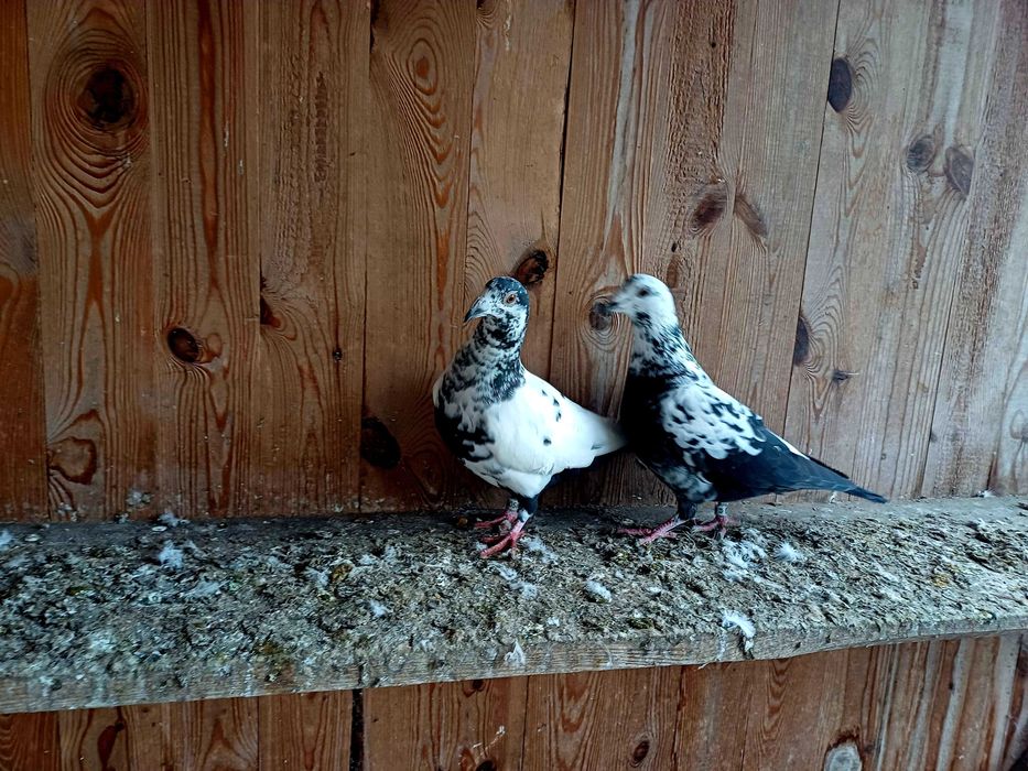 Gołebie mulemansy tygrysy pocztowe