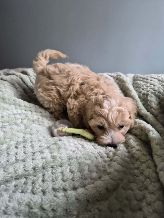 Malutki piesek maltipoo