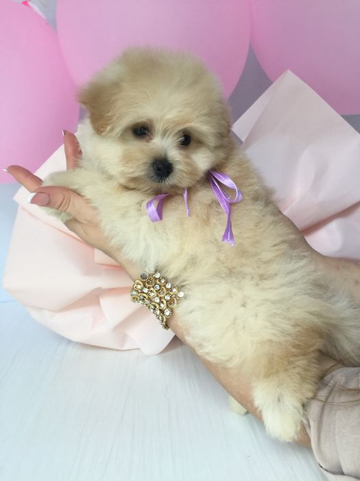 Ідеальна Помапу для вашого дому