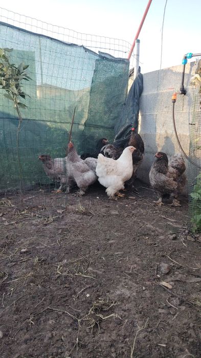 Vende-se Brahmas com 11 meses:Buff, Azul, Splash, Preta.