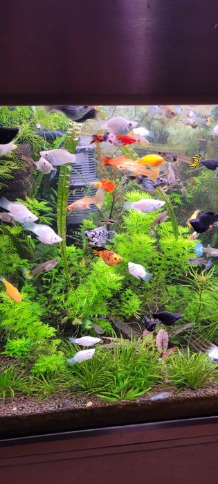 Witam sprzedam molinezje balonowe