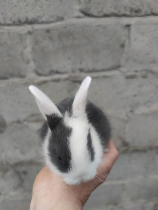 Декоративні кролики