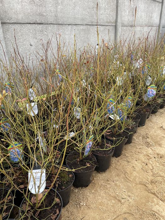 Sprzedam Borówkę Amerykańską 60-80 cm Donica 3l