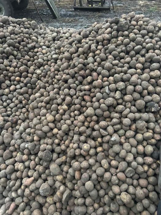 Продам картоплю моркву буряк червоний капуста