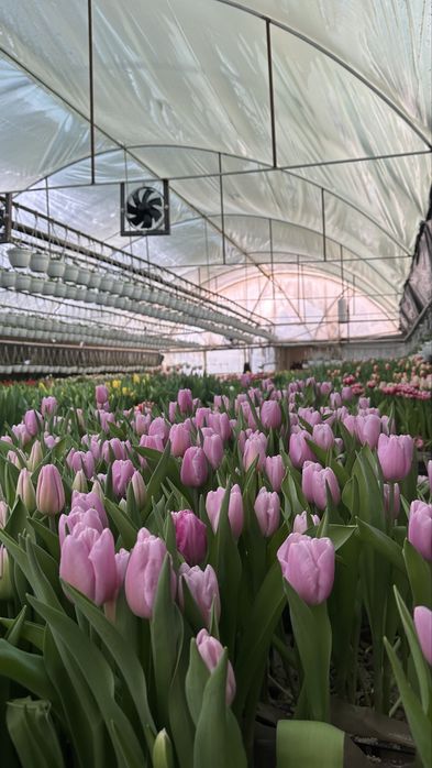 Опт тюльпанів 8 березня