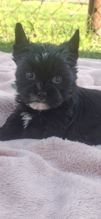 Yorkshire terrier black piesek